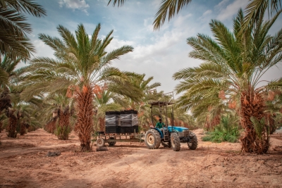 Receiving dates from the farms